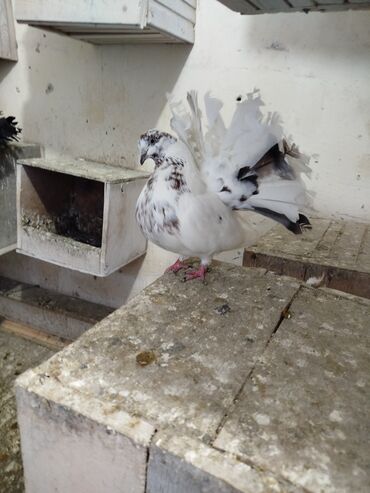 Göyərçinlər: Salam aleykum.Pavlin göyərçinləri satılır.Pavlinlərin sağlamlığına — 6