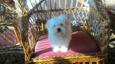 Psi: , Von House Petronijevic Ub, odgajivačnica FCI 5708. Maltezer mini — 10