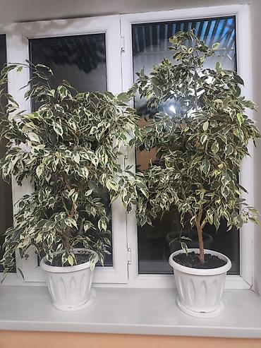 фикус бенжамин: Фикус Бенджамина вариегатный (Ficus benjamina ‘Variegata’), комнатное — 2