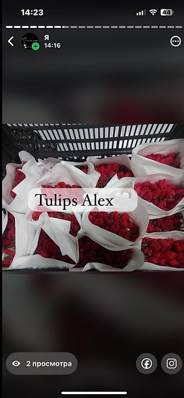 Цветы и букеты: Тюльпаны Tulips Alex💐🌷🌷 - Срезанные тюльпаны в упаковках по пучкам, в — 9