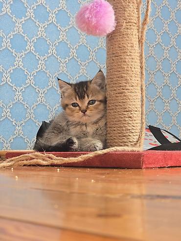 Pişiklər: Şotland — 13