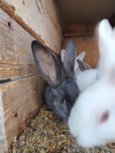 Dovşanlar: Rizen balalar bir ədədi 50 azn cüt alana 80 azn. Çatdrılma — 4