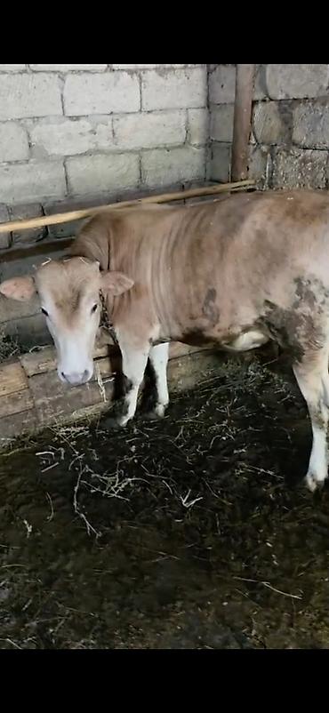 at satisi azerbaycan: Qurbanlıq/heyvandarlıq üçün dana - Növ: iri buynuzlu heyvan (dana) - — 1