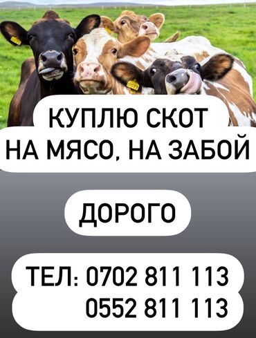 оптовая продажа куриной продукции: Куплю | Коровы, быки, Бараны, овцы | Любое состояние, Забитый, На забой, на мясо