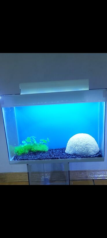 аквариум баку: Akvarium uzunluqu 45. Eni 20. Hunduru 35. icleri bos satilir. ag
