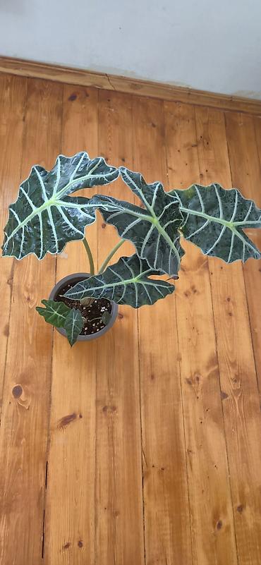 yaz gulleri sekilleri: Alocasia Polly. Böyük ölçü. 2 köklü. Bazar günü metro üstüne çatdırıla — 4
