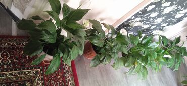 Другие комнатные растения: Продаю комнатные цветы (женское счастье )