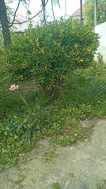 malc: Həmişəyaşıl dekorativ çit və topiar bitkiləri – Ligustrum (Privet) - — 4