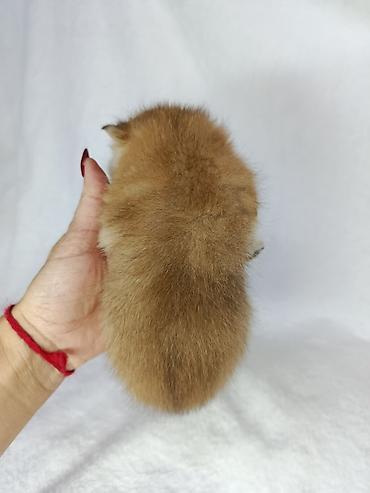 персидский кот: Скотиш Страйт (Шотландская прямоухая), 1 месяц, Мальчик, Золотая шиншилла — 2