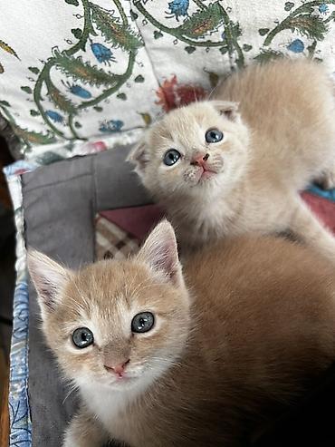 котенок скотиш: Очаровательные котята кремово-рыжего окраса с выразительными голубыми — 1