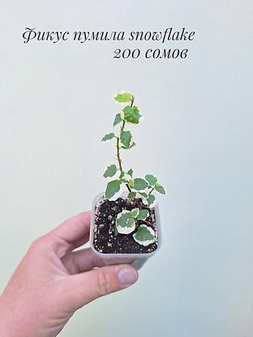 Фикустар: 🪴 Фикусы разных сортов в продаже. 🌿 Названия сортов и цены указаны на — 4