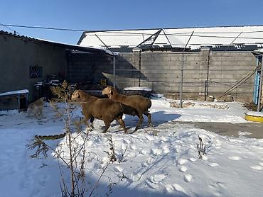 Баран, овца: Продаю | Овца (самка) | Арашан | Для разведения — 4