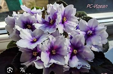 Фиалки и глоксинии: 🌱🌺🌱 Продаю сортовые ДЕТКИ стандартных, трейлерныхмини и полумини — 9