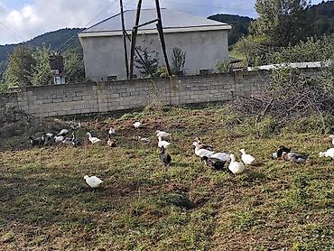 lavanda ördeyi: Ağ pekin ördekleri. Cavan heyvanlardi. Cütleşmeye başlayıblar. 3-4 — 3