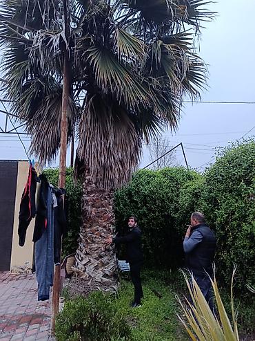 palm angels: Palma wasinqton istənilən fəslində əkilir zəmanət verilir dərmanlanir — 10