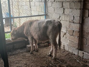 Dana, buzov: Məhsul: Dana (gənc iribuynuzlu heyvanlar) Təsvir: - Şəkillərdə bir — 1