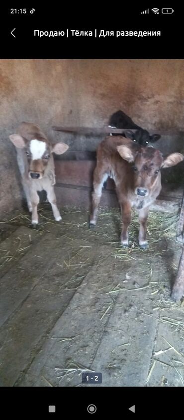 охотничий собака: Куплю телят