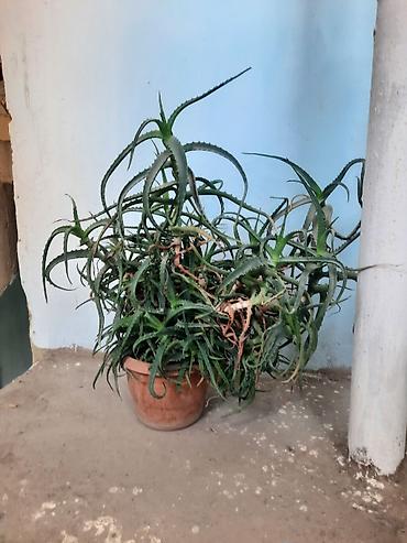 aloy: Böyük ölçülü saksı aloyesi (Aloe spp.) - Bitki: Tikanlı, ətli — 1