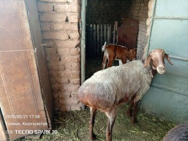 арашан койлор цена: Продаю | Овца (самка), Ягненок | Арашан | Для разведения