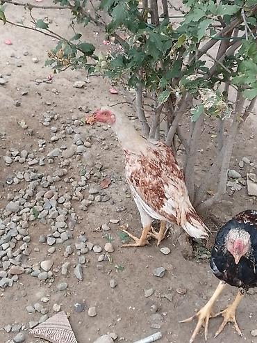 hind quşu baximi: Toyuq, Damazlıq — 3