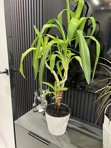 Другие комнатные растения: Женское счастье гигант сорт По городу доставка бесплатно Крупные — 81