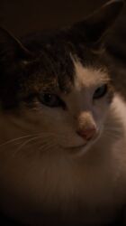 Fotokameralar: Salam. Fotoqraf deyiləm, hobbi üçün alınmış fotoaparatdır. Buna görə — 14