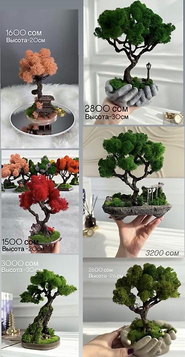 Декоративные цветы: В переводе с японского Бонсай означает «дерево, выращенное в блюде» — 43