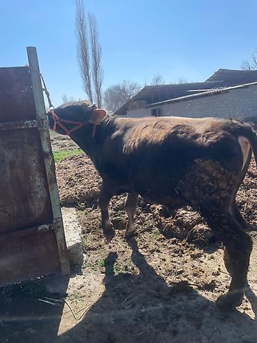 Коровы, быки: Продаю | Бык (самец) | На откорм | Племенные at lalafo.kg — 25 Коровы, быки: Продаю | Бык (самец) | На откорм | Племенные — 25