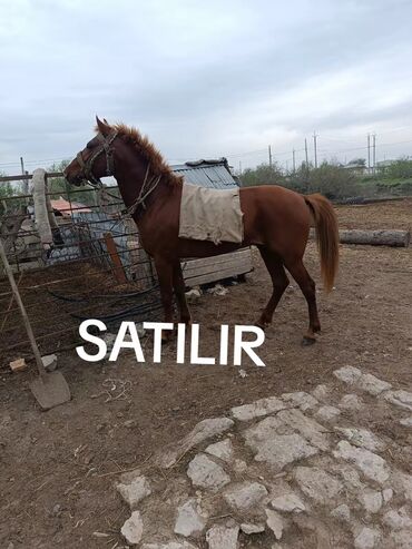 satıq at: Самец, лет: 8, Самовывоз