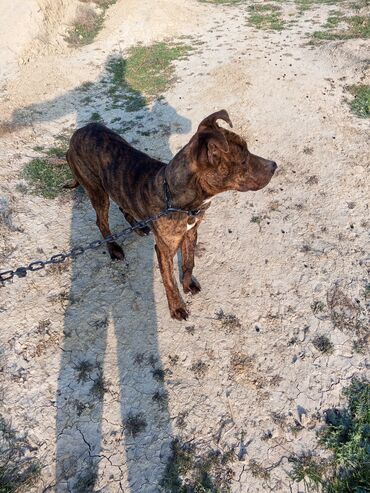 serrap derman qiymeti: Pitbul, 7 ay, Erkek, Peyvəndli, Ünvandan götürmə, Ödənişli çatdırılma