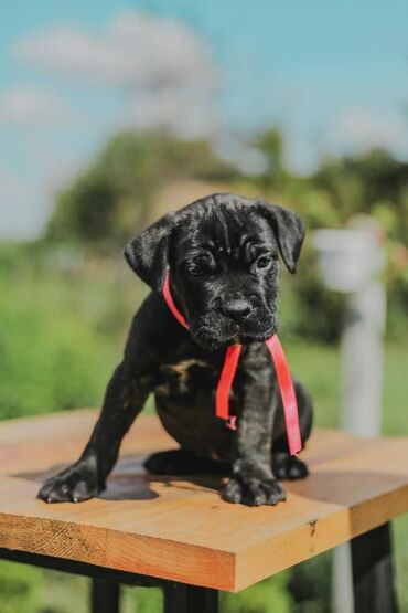 Psi: Postanite vlasnik jednog od naših vrhunskih Cane Corso štenaca — 25