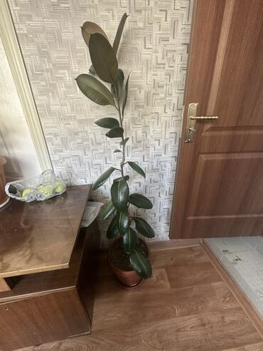 садовые розы: Срочно продаю почти двух метровый цветок
Фикусы