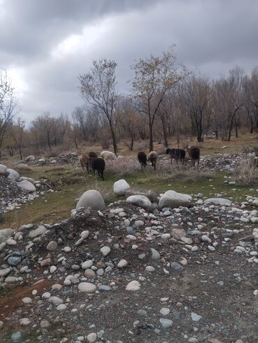 дойный коза: Продаю | Овца (самка) | Полукровка | Для разведения