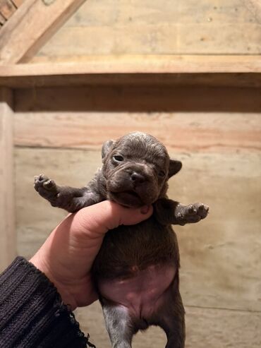 İtlər: Amerikan buldoqu, 1 ay, Peyvəndli, Ödənişli çatdırılma — 4