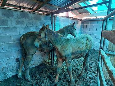 Лошади, кони: Продаю | Жеребенок | Дончак | Для разведения | Племенные — 6