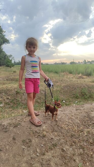 Вязка собак: Вязка. Предлагается для вязки, то есть для любовных встреч — 5