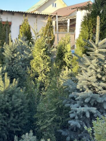 Декоративные деревья: Продаются елки🌿🌲 От 60 до 160см. С хорошим комом. Идеально подойдет at lalafo.kg — 13 Декоративные деревья: Продаются елки🌿🌲 От 60 до 160см. С хорошим комом. Идеально подойдет — 13