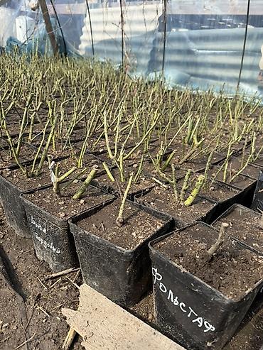 Роза: Саженцы — 7