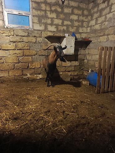 südlük keçi: Boğaz keçi – məhsuldar yerli cins - Cins: yerli məişət keçisi, uzun — 9