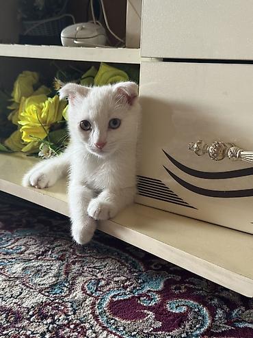 коты белый: Белоснежный котёнок с загнутыми ушками - Окрас: полностью белый — 6