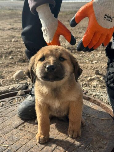Продажа собак: Кучуктор сатылат Кыргыз доботтун кучуктору сатылат Ысс-Кол областы — 10