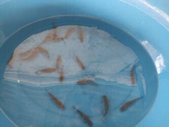 Balıqlar: Balig 19 ededi kalp baligi — 2