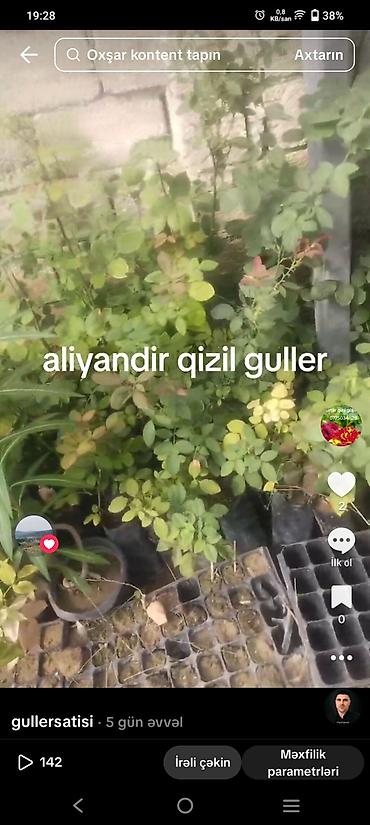 guller: Bitki satışı – palma, qızılgül və oleandr fidanl - Qızılgül kolları — 3