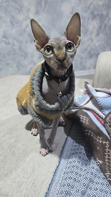 Pişiklər: Sfinks — 10