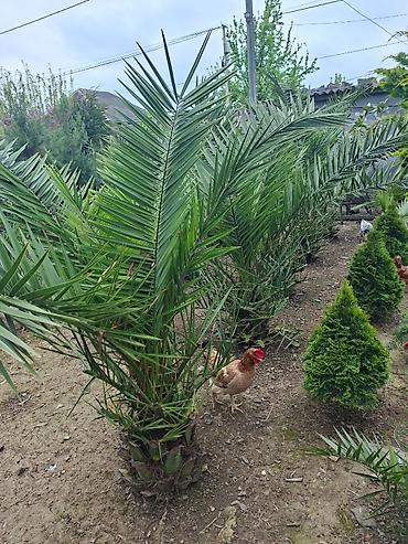 Çöl bitkiləri: Ağac, gullerin satişi — 7