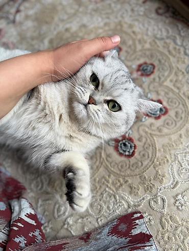 кошка мальчик: Кошка даром: Британская короткошёрстная, 2 года, Мальчик, Кастрирована, Приучена к лотку, Проглистована — 3