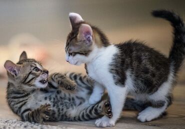 ангорские котята: Отдаются котята в добрые руки, два месяцак лотку приучены,кушают
