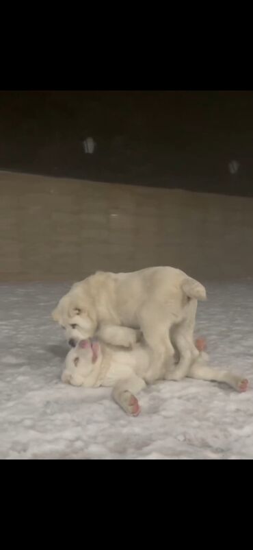 İtlər: Qurdbasar — 9