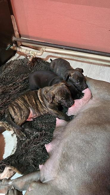 Продажа собак: МИТИСЫ. Мама питбуль, папа Малинуа (бельгийская овчарка)Щенки от пары — 6