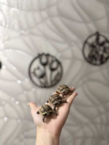 Digər heyvanlar: 🐢 Quru tısbağalar – səssiz, amma sirli dostlar! Min illərdir yaşayan -da lalafo.az — 5 Digər heyvanlar: 🐢 Quru tısbağalar – səssiz, amma sirli dostlar! Min illərdir yaşayan — 5